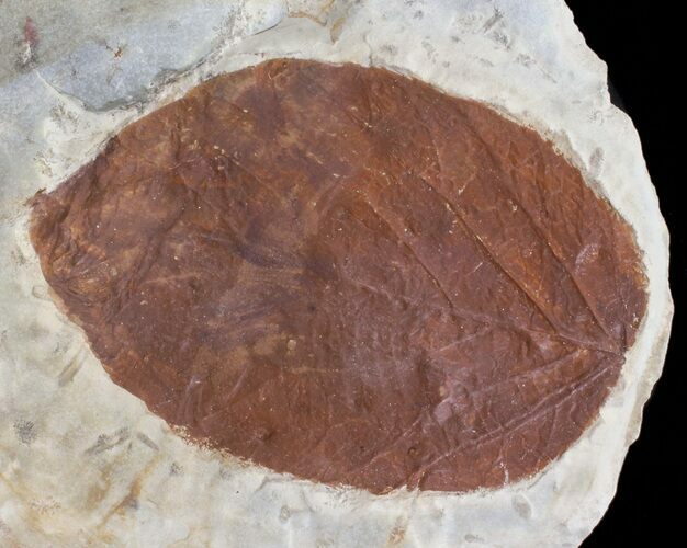 Red-Brown Fossil Leaf (unidentified species) - Montana #76931
